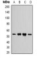 Anti-IFNGR1 Antibody